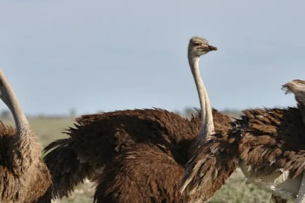 2 Types of Ostriches: Species,  Facts and Photos