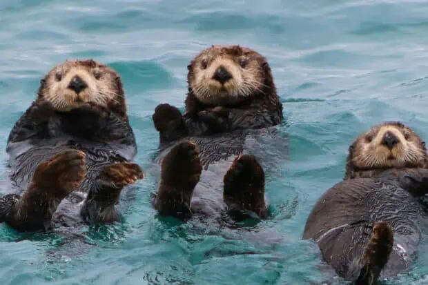 13 Types of Otters: Species, Facts and Photos