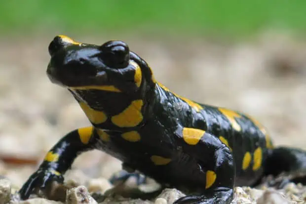 25 Types of Salamanders: Species, Facts and Photos