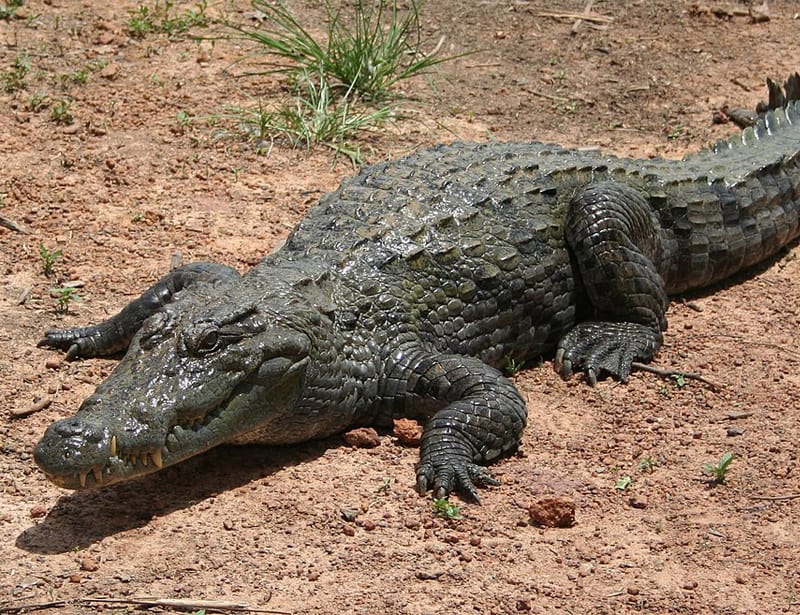 west african crocodile
