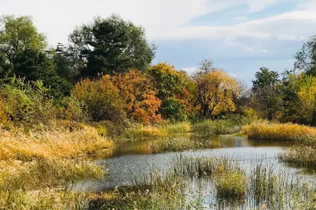 Wetland Restoration: Definition, Principles, And More