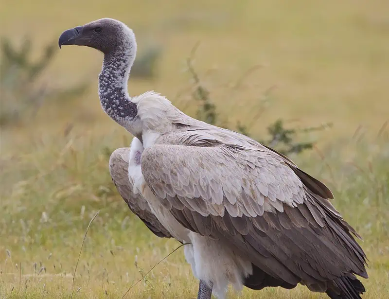 White-backed Vulture