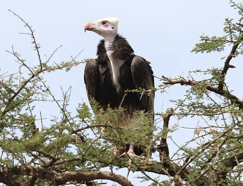 White-headed Vulture