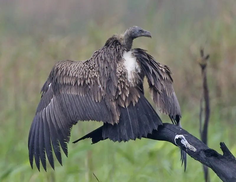  White-rumped Vulture
