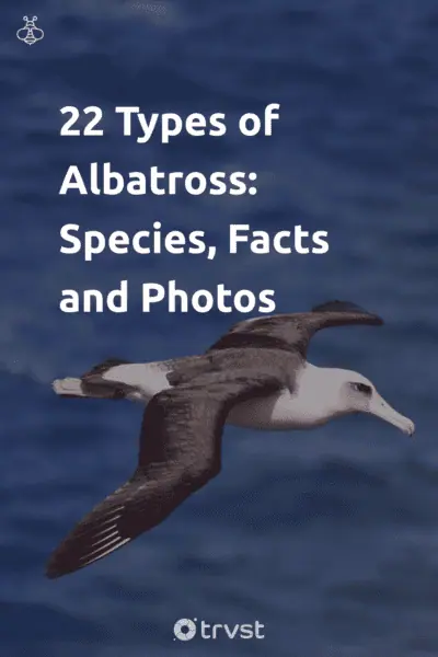 Pin Image Portrait 22 Types of Albatross: Species, Facts and Photos