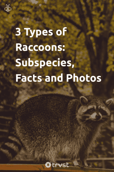 Pin Image Portrait 3 Types of Raccoons: Subspecies, Facts and Photos