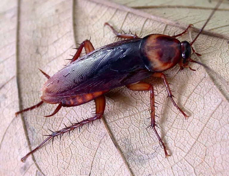 30 Types of Bugs Insects: Facts and Photos