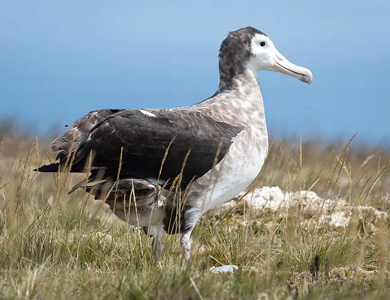 Amsterdam Albatross