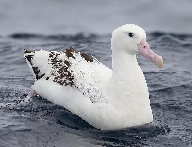Antipodean Albatross