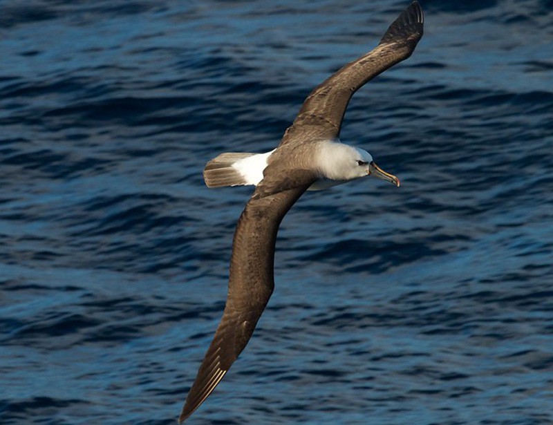 Atlantic Yellow-nosed Albatross
