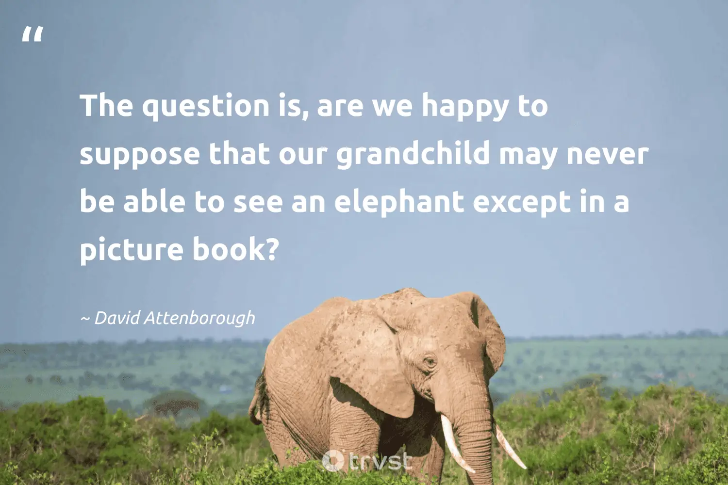 "The question is, are we happy to suppose that our grandchild may never be able to see an elephant except in a picture book?" -David Attenborough #trvst #quotes #thinkgreen #ecoconscious #happy 