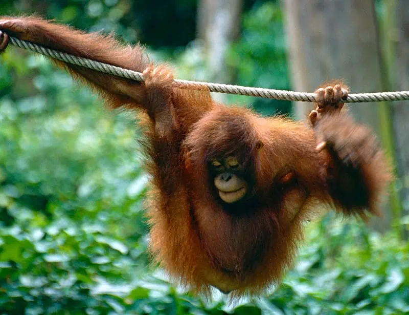 Bornean Orangutan