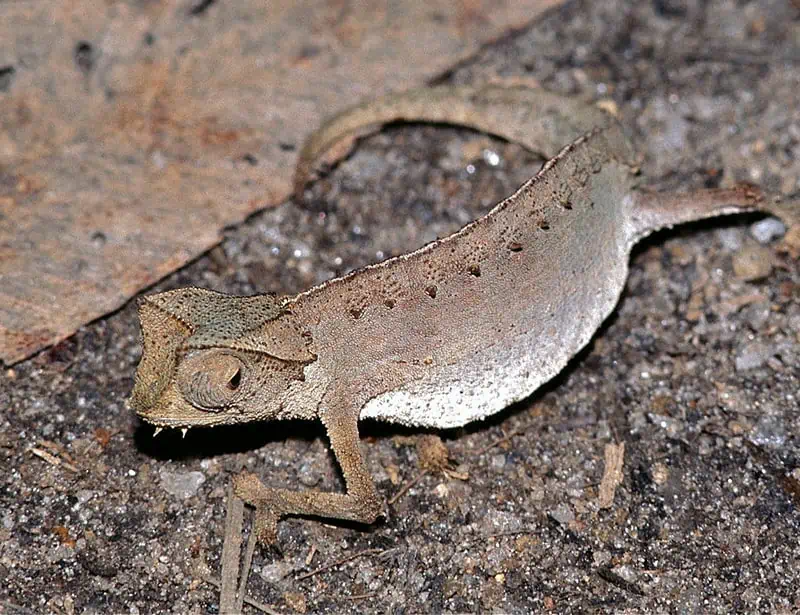 Brown Leaf Chameleon