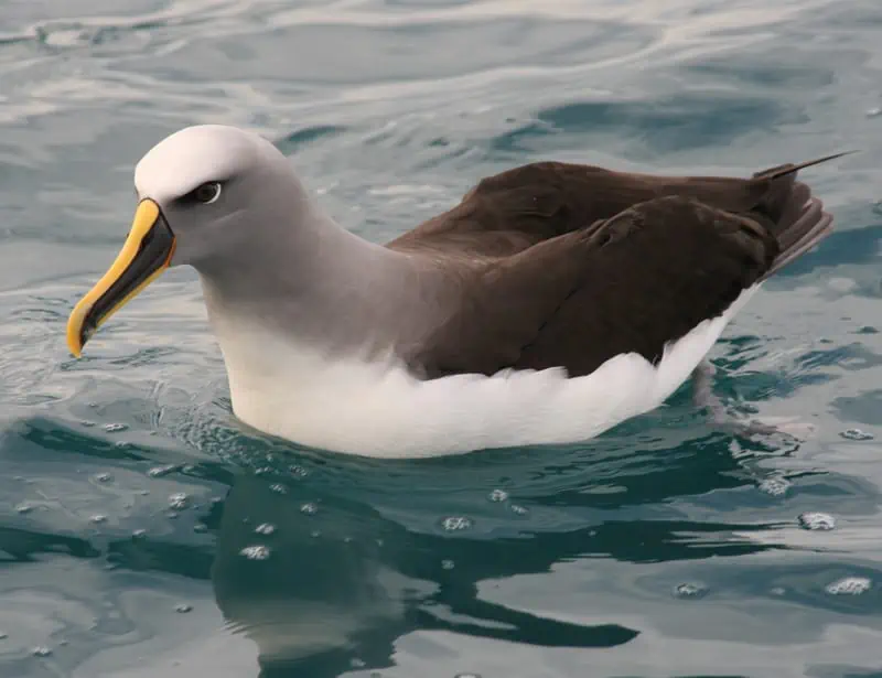 Buller's Albatross