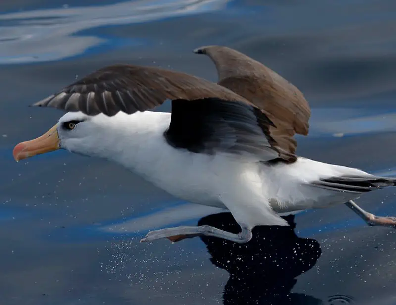 Campbell Albatross