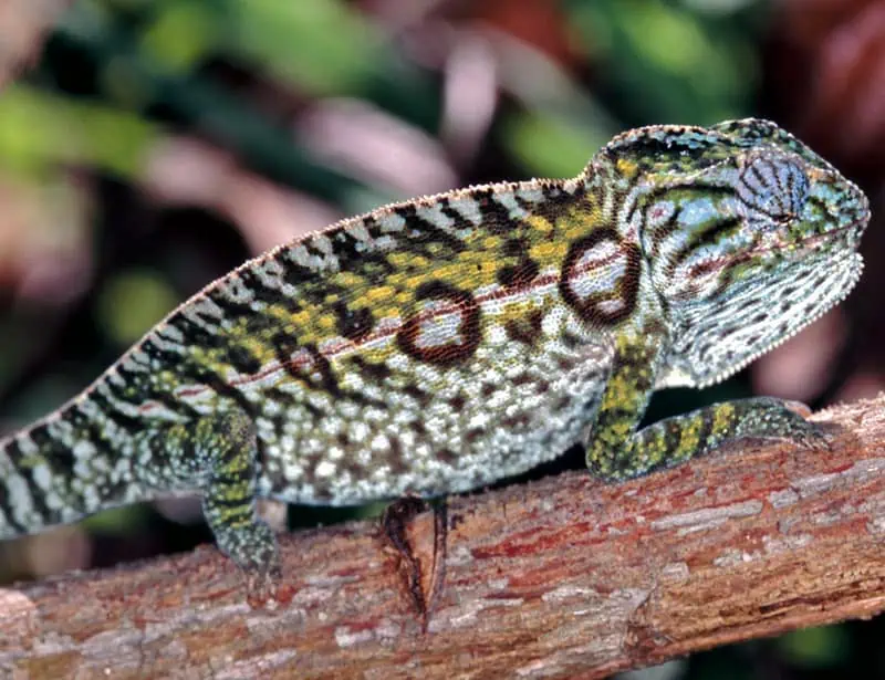 Carpet Chameleon