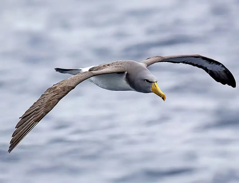 Chatham Albatross