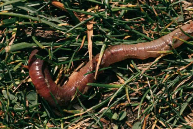 Do Worms Have Eyes? And Other Worm Wonders
