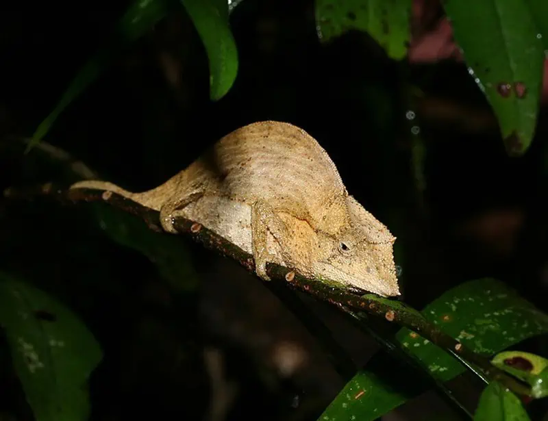 Elongate Leaf Chameleon