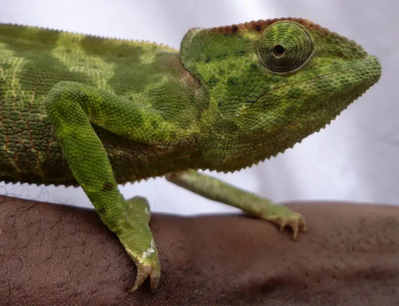 Graceful Chameleon