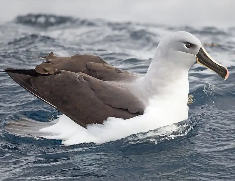 Grey-headed Albatross