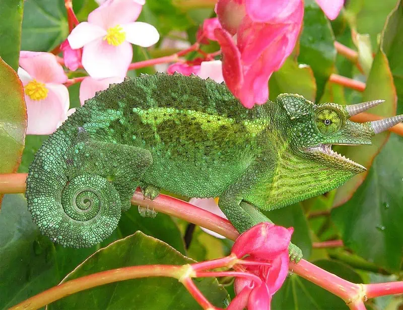 Jackson's Chameleon (