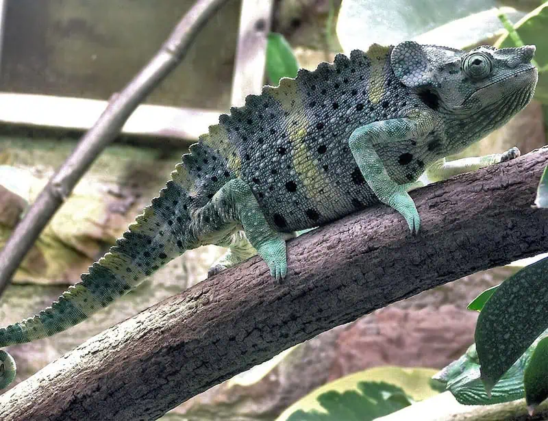 Meller's Chameleon