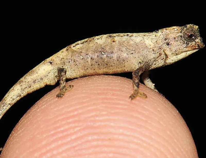 Nano-Chameleon