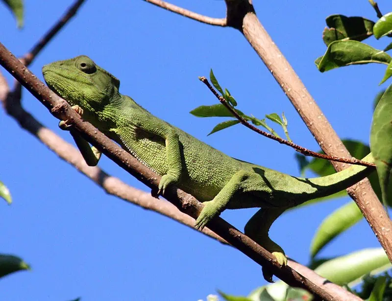 Oustalet's Chameleon