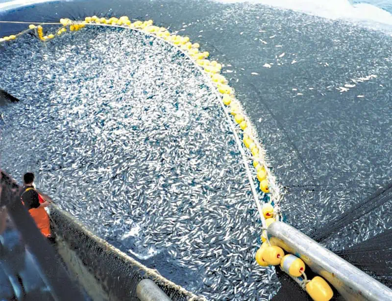overfishing