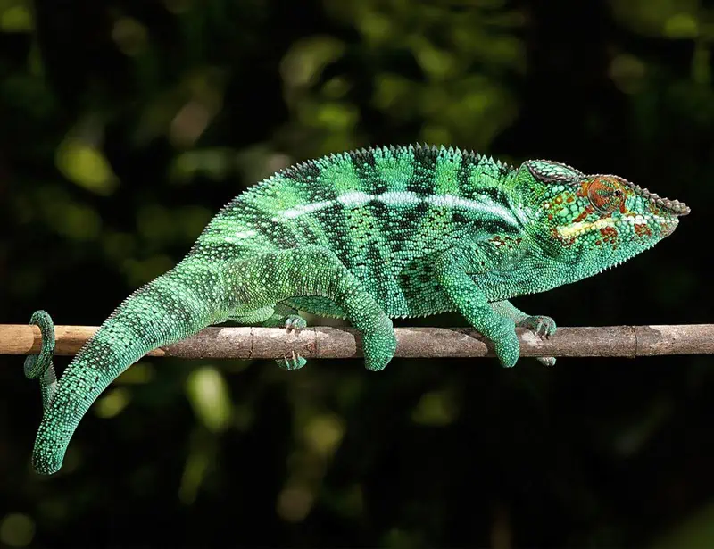 Panther Chameleon