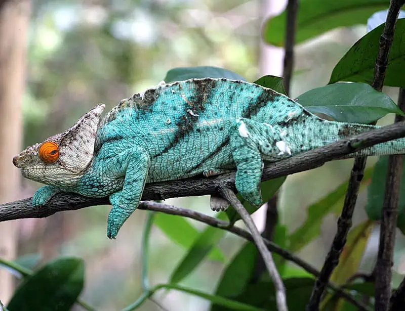 Parson’s Chameleon