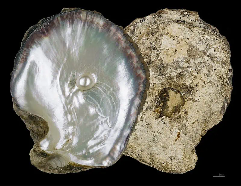pearl oyster