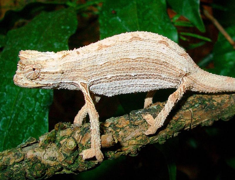 Pygmy Grass Chameleon