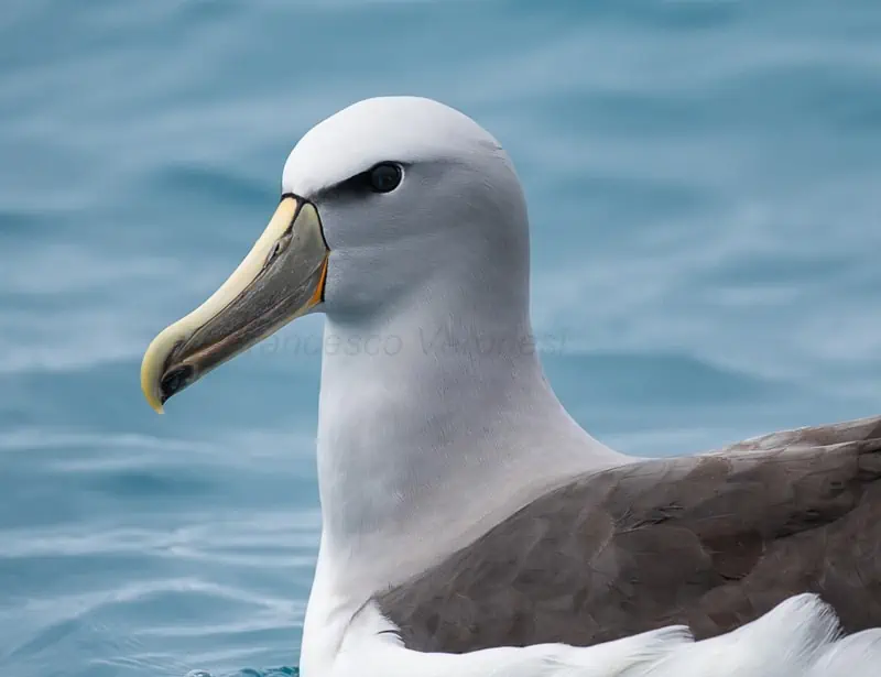 Salvin's Albatross