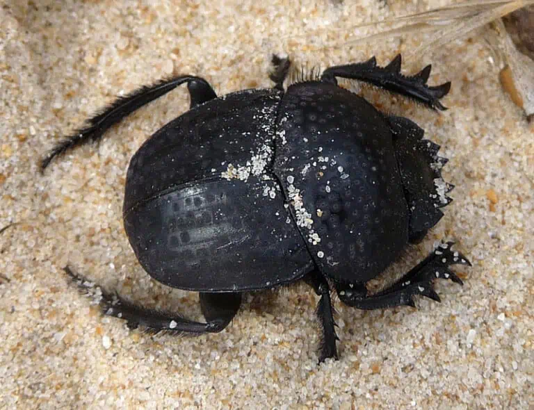 30 Types of Bugs Insects: Facts and Photos