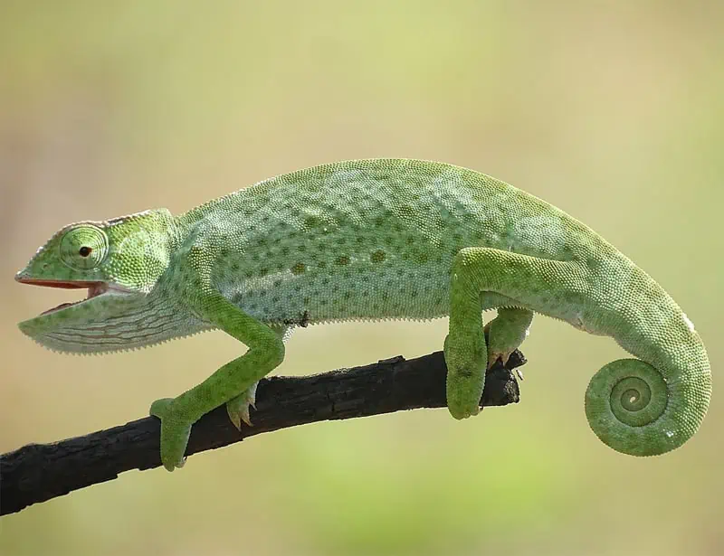 senegal chameleon
