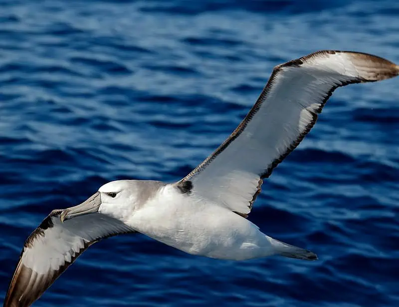 Shy albatross
