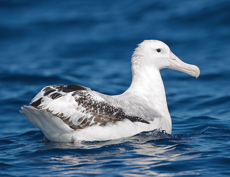 snowy albatross