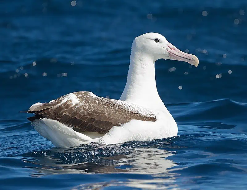 Southern Royal Albatross