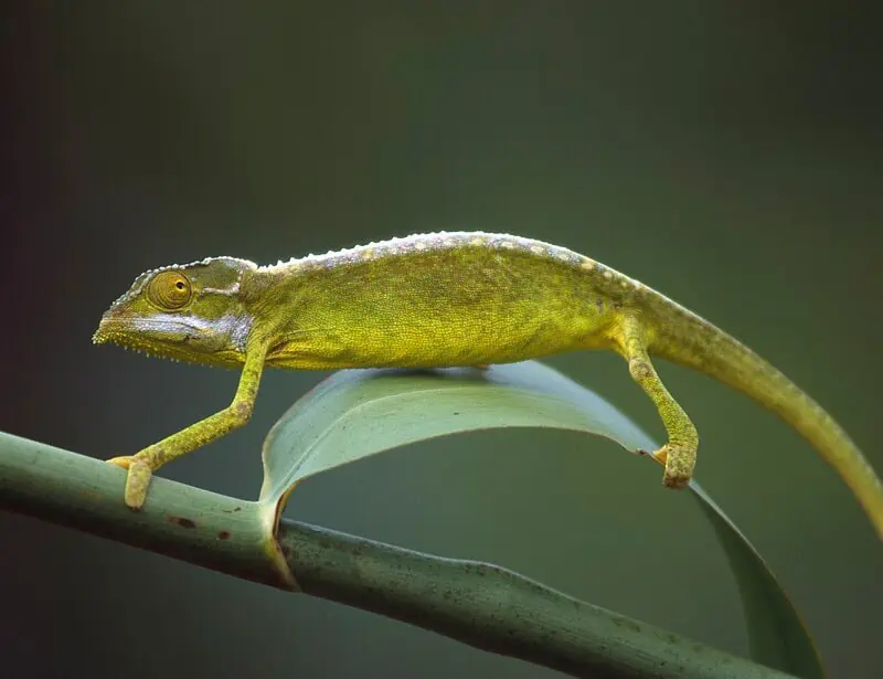 Tiger Chameleon