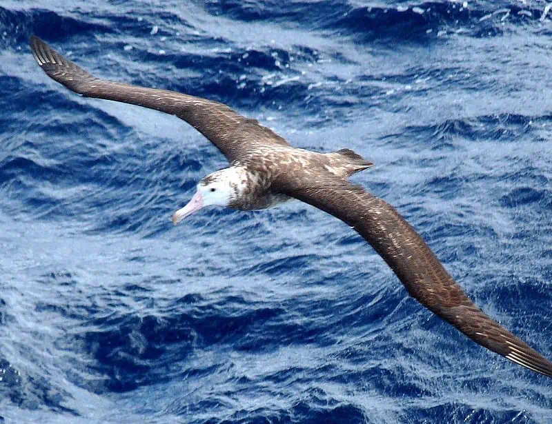 Tristan Albatross
