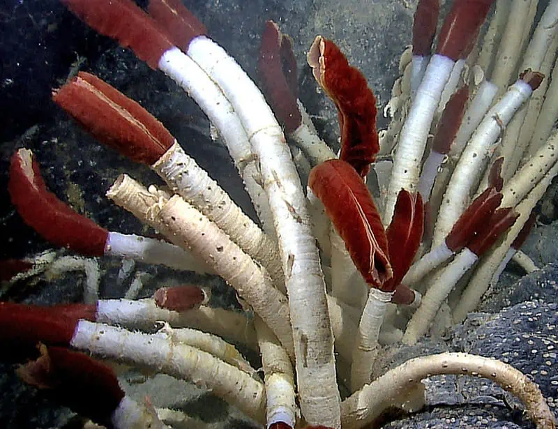 tubeworms
