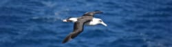 types of albatross
