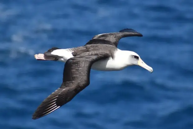 22 Types of Albatross: Species, Facts and Photos
