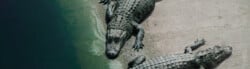 types of alligator