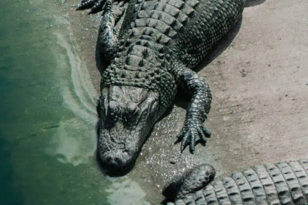 9 Types of Alligators: Species, Facts and Photos