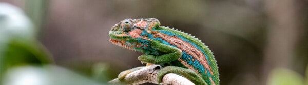 types of chameleon
