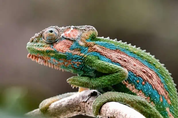 27 Types of Chameleons: Species, Facts and Photos