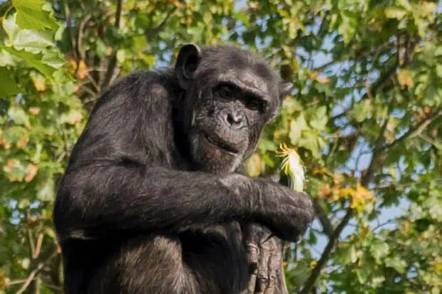 4 Types of Chimpanzees: Subspecies, Facts and Photos